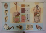 Wall Map Picture Verdaunung Teeth Stomach Bowels After 164X114 Vintage Chart. Fixed Price $164.94.