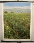 School Wall Map Picture Red Roses Rosenfeld Bulgaria Oil 55X71CM 1960. Fixed Price $104.88.